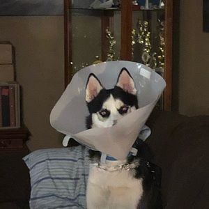 Meet your Posher, Steven